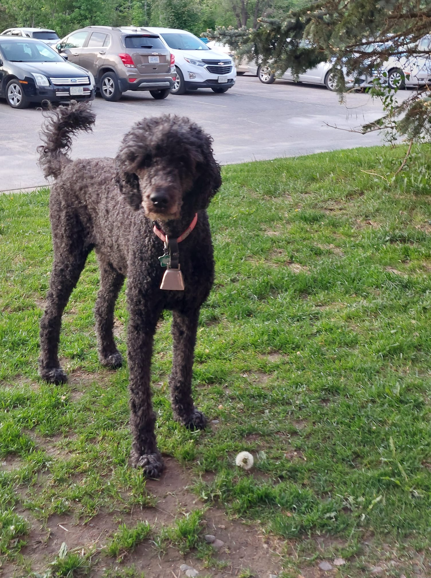 A tall black standard poodle with a cow bell on her collar stands at attention